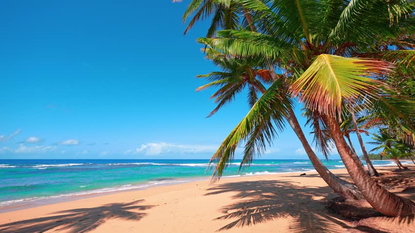 Beautiful views of the Hawaiian beach scenery. Palm beach and tropical sea on a sunny day. Exotic sea coast landscape with yellow sand and blue sky. Luxury resort background for summer vacation. Royalty-Free Stock Footage #3457323499