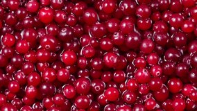 Cranberry top view 4K video. Cranberry top view background. Cranberries background.