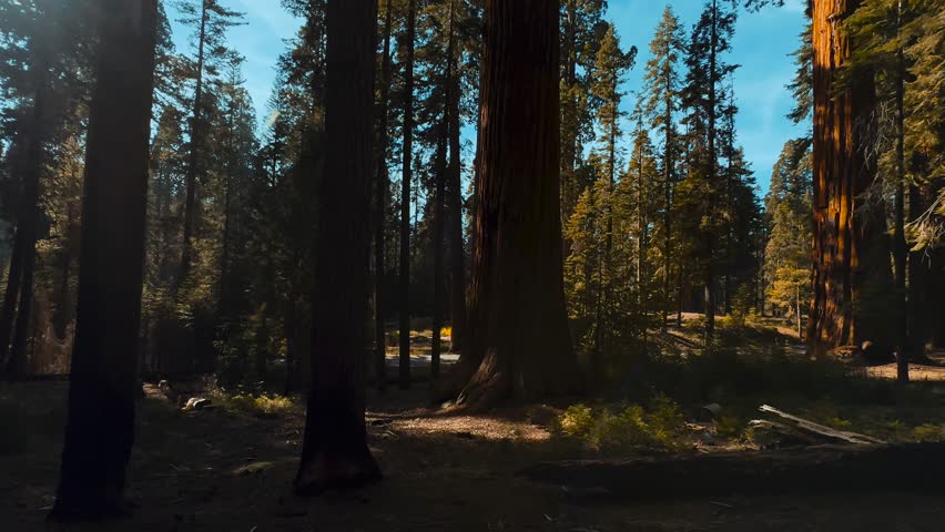 Sequoia National Park with giant trees in iconic California Redwood forest.