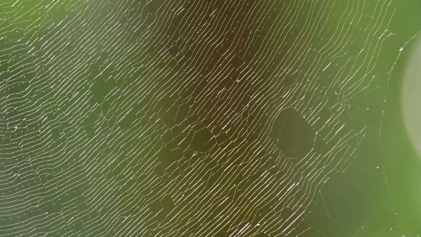 close up of a spider web with sun light - Powered by Shutterstock - Get 15% off with code: PIKWIZARD15