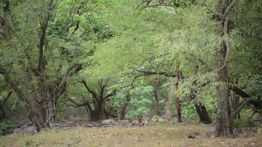 wide shot of two wild male tiger or panthera tigris cubs sitting and sleeping in background is natural scenic beauty green habitat in safari at ranthambore national park forest reserve rajasthan india