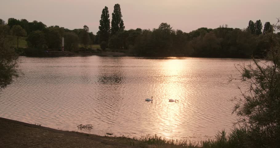 small clean pond in middle of well-kept park where swans, geese and ducks swim. general view at sunset on lake surrounded by trees. sunlight on smooth, waveless surface of water. wild waterfowl birds