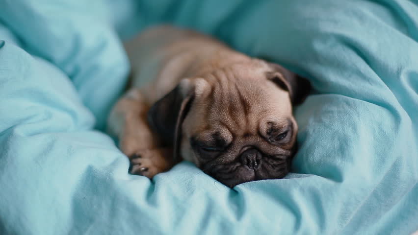 pug with blanket