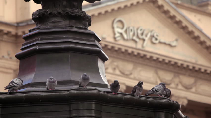 Pigeons sitting near Ripley's in London.