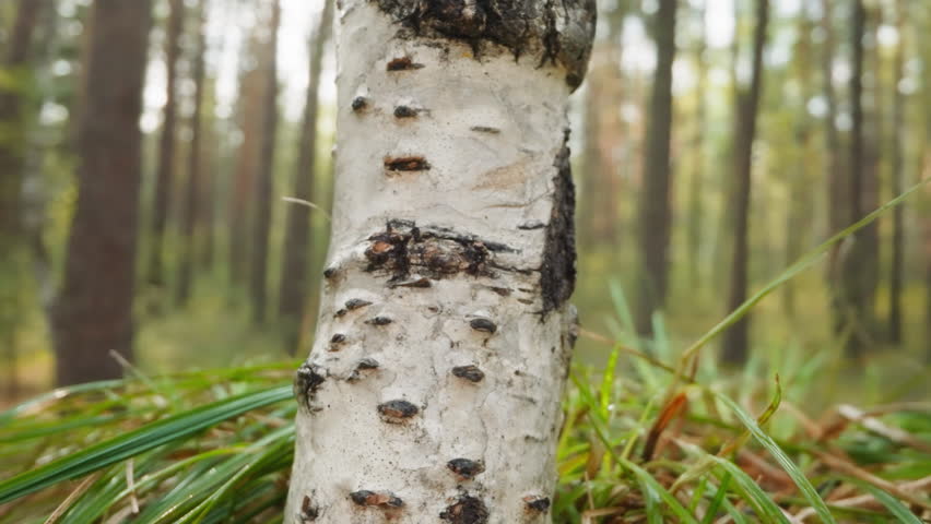 Birch with smooth white bark and black lenticels. Tall deciduous tree in middle of forest. Warm summer day in natural environment on blurred background Royalty-Free Stock Footage #3457501277