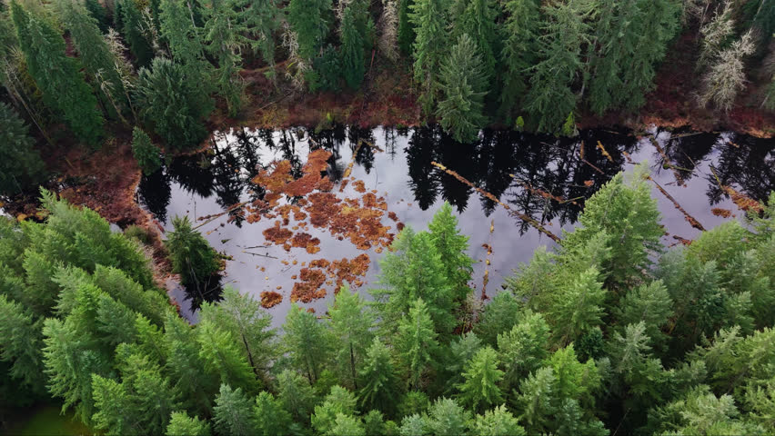 Pacific Northwest Bird's Eye view of creek reflecting clouds in Evergreen forest in Washington State
