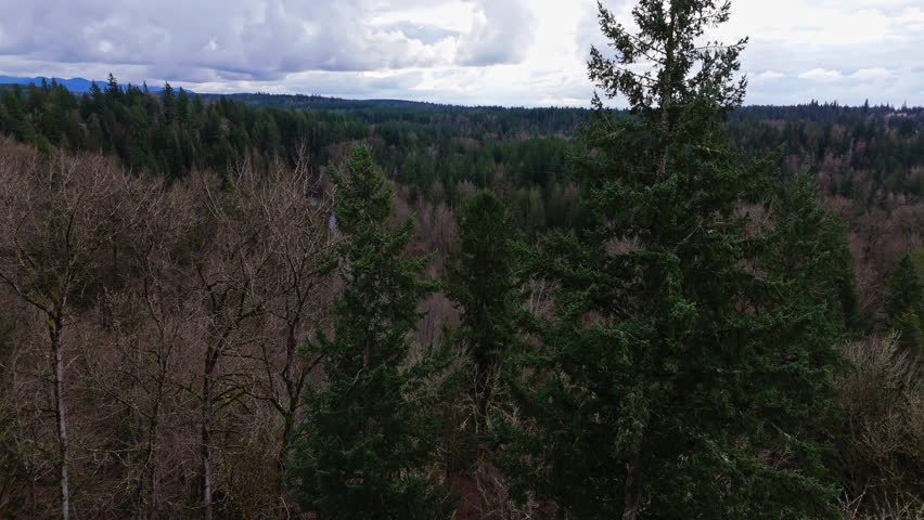 Pacific Northwest Aerial view of forest tree tops revealing Cedar River on a cloudy day in Washington State.