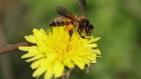 Close-up of a Honey bee (Apis mellifera) feeding nectar from Dandelion flower. Detailed macro with blurred background.