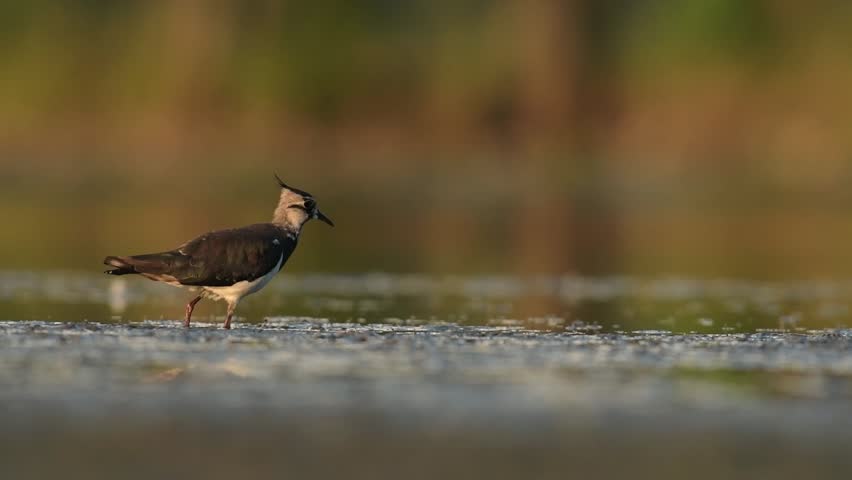 The northern lapwing, Vanellus vanellus,  peewit, pewit, tuit or tew-it lookin for food. Morning scene fom pool with young bird with a crest, black and white, and with green tinted back