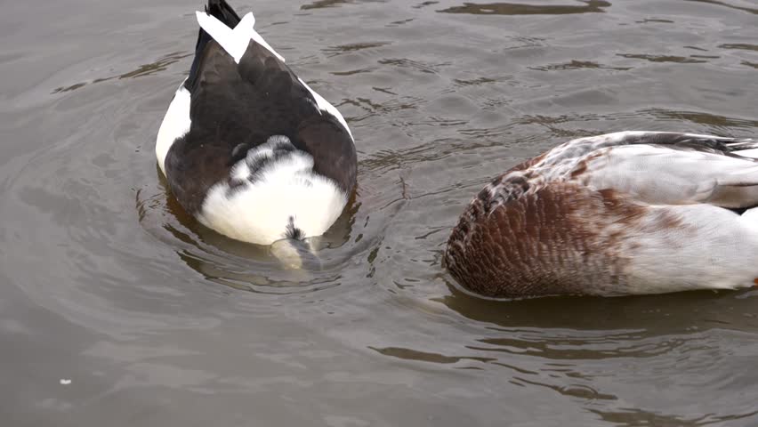 Two ducks swimming and plunging in the water, slow-motion close-up view.