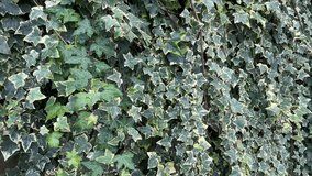 Rain on the streets of England - Powered by Shutterstock - Get 15% off with code: PIKWIZARD15