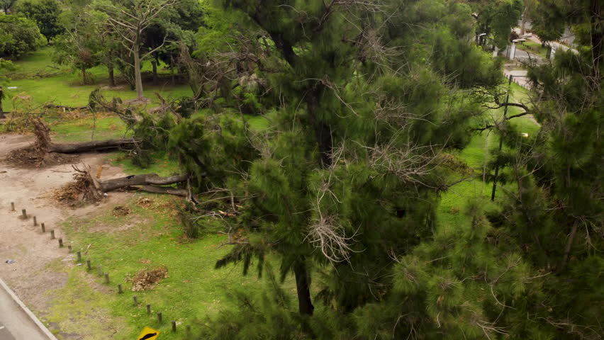 Overview of a fallen tree in the park