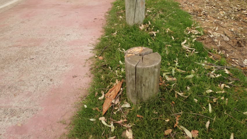 A drone flies quickly over tree stumps lined up in a park