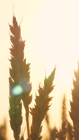 Natural ripe dry wheat silhouette at bright sun light sky autumn countryside seasonal harvest closeup. Agriculture rural field rye stem nature farming plant cinematic crop plant fall landscape sunset Royalty-Free Stock Footage #3457541011