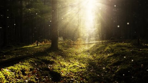 Magic fairytale forest path with firefly flying and sunlight with sun beams. : vidéo de stock