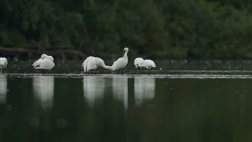 Family of Eurasian spoonbill, common spoonbill, Platalea leucorodia lookin for food. Group of white birds with special spool shaped bills. Peaceful scene with majestic birds in the water.