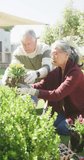Vertical video of happy diverse senior couple working in garden. Active retirement and lifestyle concept.