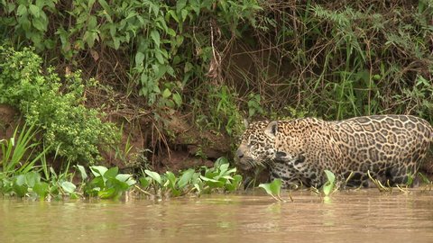 Jaguar (Panthera onca) stalking while wading through te river, in the Pantanal wetlands, Brazil