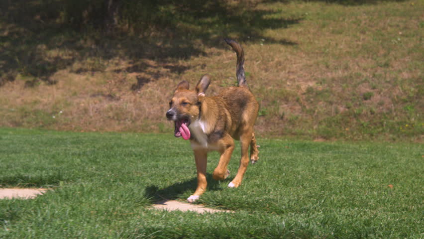 SLOW MOTION, CLOSE UP: Lively brown furred adopted young dog running around the blooming backyard on a beautiful sunny day. Cute little puppy runs around the lush green garden with tongue sticking out Royalty-Free Stock Footage #3457585335