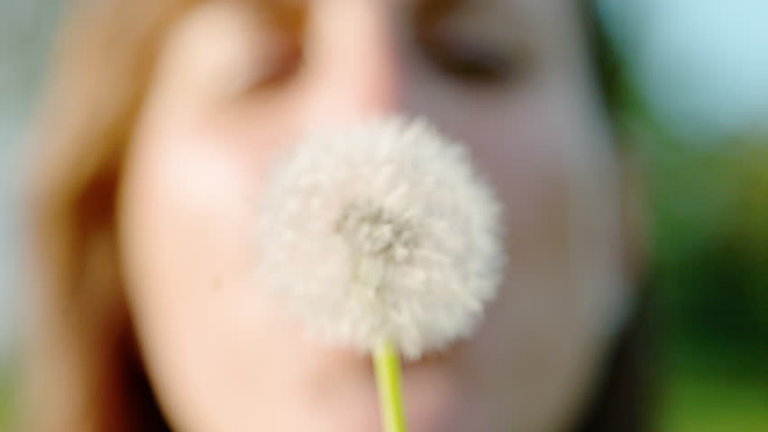 SLOW MOTION, CLOSE UP, DOF: Soft focus of a wishful woman blowing on a dandelion, white seeds scattering in the air. Happy young woman makes a wish and blows air at a fully blossomed dandelion flower.