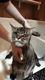 Bathing a Maine Coon Big Cat.Vertical video. High quality 4k footage