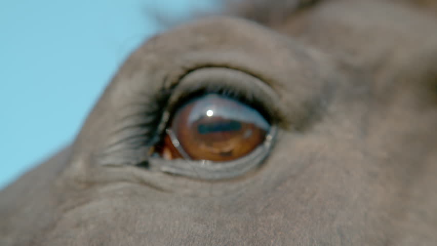 SLOW MOTION, CLOSE UP, DOF: Close-up view capturing the intricate detail and awe-inspiring beauty in a horse