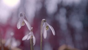 SLOW MOTION, CLOSE UP, DOF: Springtime rain starts falling upon three white snowbell flowers. Pink sun light encloses the forest behind. Rainy mist sparkles in the sun rays coming through the trees. - Powered by Shutterstock - Get 15% off with code: PIKWIZARD15