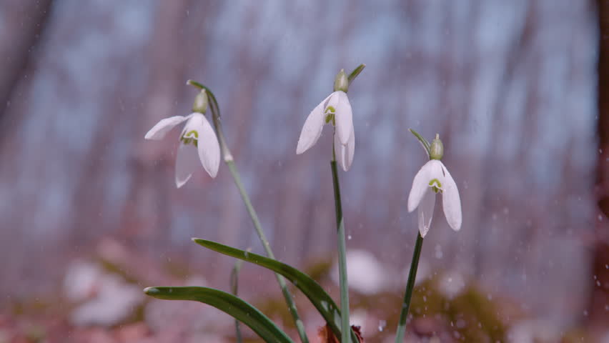 SLOW MOTION, CLOSE UP, DOF: A spring rain falls on three fragile snowbell flowers in the sun. Mist sparkles in the sunshine coming through the trees of the forest. Raindrops bounce off the leaves.