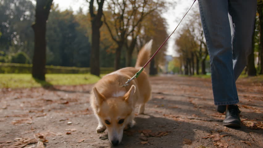 Close up little small lovely puppy welsh corgi going on leash in park female legs unrecognizable woman pet owner handler walking dog service in city happy fluffy pup sniffing road animal scent smell Royalty-Free Stock Footage #3457614181