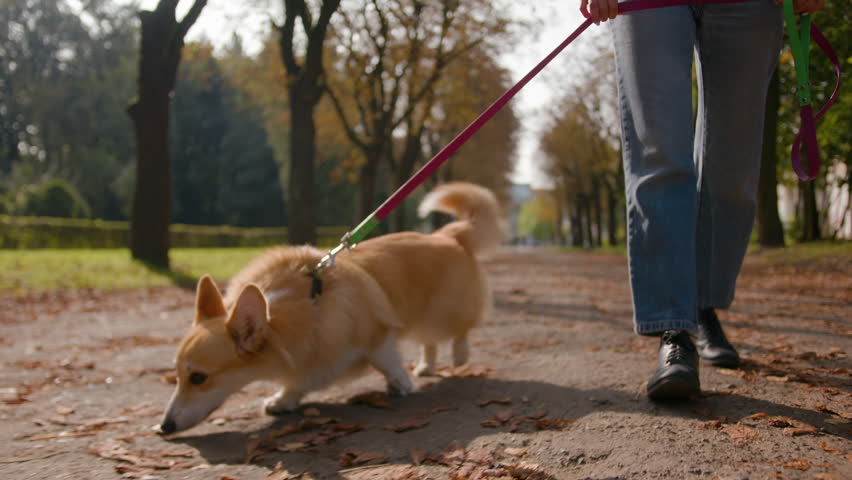 Close up little small lovely puppy welsh corgi going on leash in park female legs unrecognizable woman pet owner handler walking dog service in city happy fluffy pup sniffing road animal scent smell