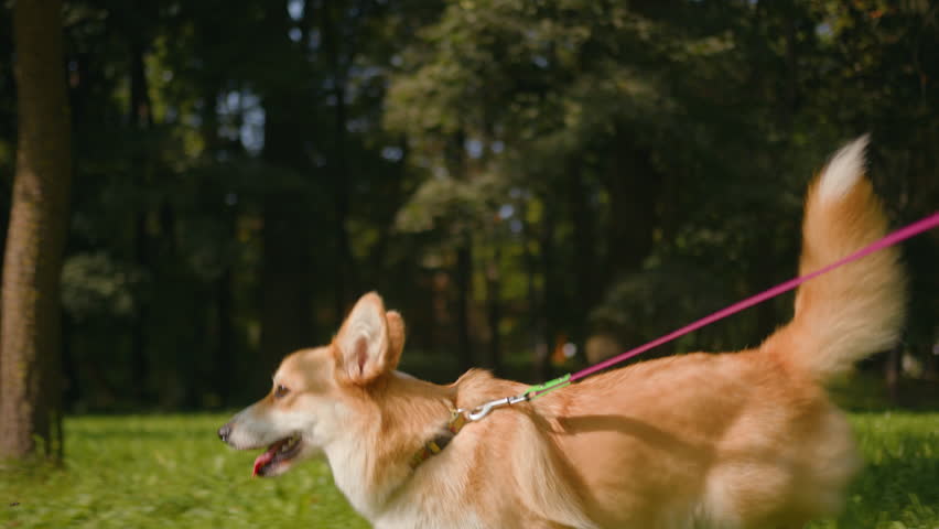 Cute puppy golden welsh corgi pembroke walking on leash on grass nature park playful happy little dog fluffy pup domestic pet running on green lawn sniff animal scent free run on meadow active doggy Royalty-Free Stock Footage #3457615201