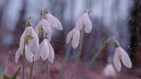 SLOW MOTION, CLOSE UP, DOF: A cluster of small and delicate galanthus nivalis flowers endures a refreshing rain shower. Detailed shot of three blooming white snowbell flowers on a rainy spring day. - Powered by Shutterstock - Get 15% off with code: PIKWIZARD15