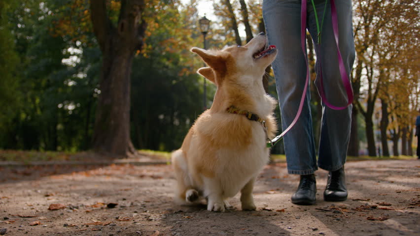 Cropped shot unknown woman handler walking with small pup in city park cute welsh corgi pembroke dog sitting waiting command of owner girl lovely obedient puppy smart breed domestic animal training Royalty-Free Stock Footage #3457616779