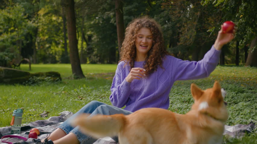 Dog owner happy woman Caucasian girl laughing having fun playing with welsh corgi active playful puppy trying catch apple jumping on grass female handler training energetic pet in park summer weekend Royalty-Free Stock Footage #3457617117