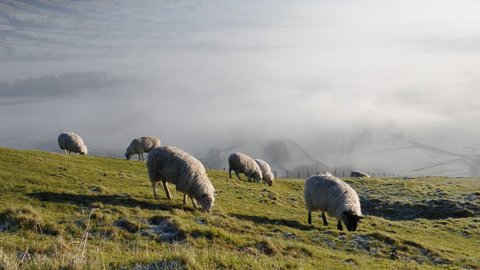 Group of Sheep Grazing Grass on a Hill. Early morning fog in background. Winnats Pass, Peak District National Park, UK.