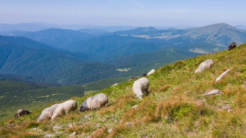 High in the mountains shepherds graze cattle on the background of the Carpathians landscape. Landscape video. Nature video. 4K, 3840*2160, high bit rate, UHD