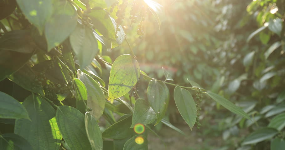 Black pepper fruits grow on tree in garden