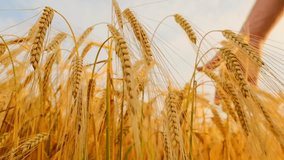 Grain harvest.hand strokes ears of wheat in the rays of sunlight. Ripe wheat abundance. Ripe wheat. High quality 4k footage - Powered by Shutterstock - Get 15% off with code: PIKWIZARD15