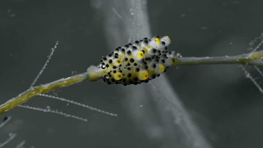 A spotted nudibranch sits motionless on a swaying hydroid branch and eats. Black-Spotted Doto (Doto sp.) 11 mm. ID: black-tipped tubercles, apex tubercles yellow. Royalty-Free Stock Footage #3457645403