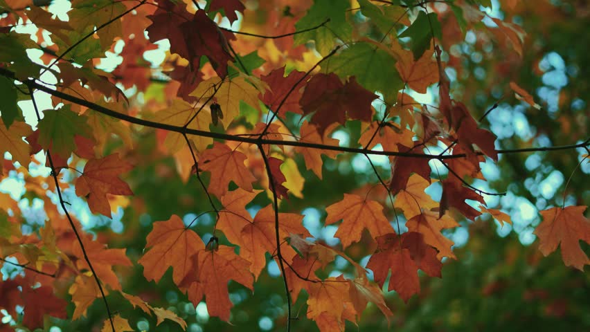Maple tree autumn leaves. Vibrant foliage in the wind, nature slow motion
