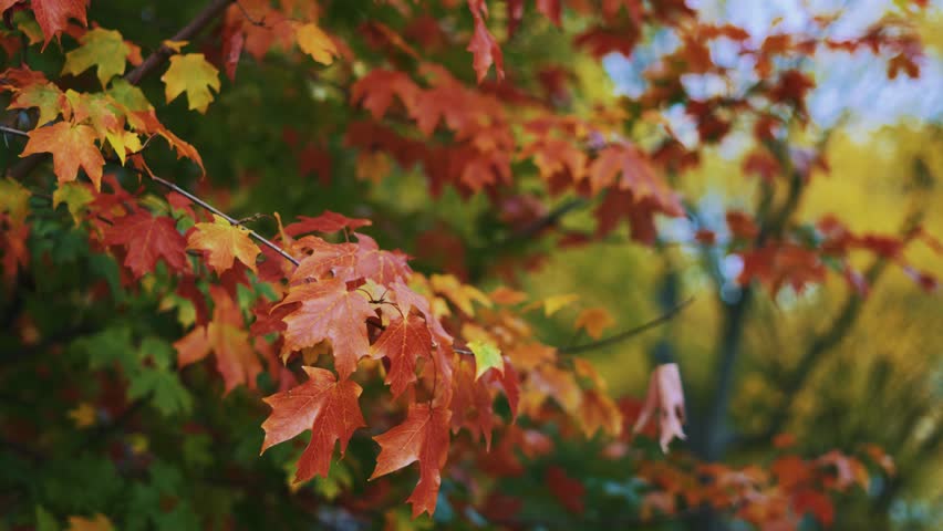 Maple tree autumn leaves. Colorful foliage in the wind, nature slow motion
