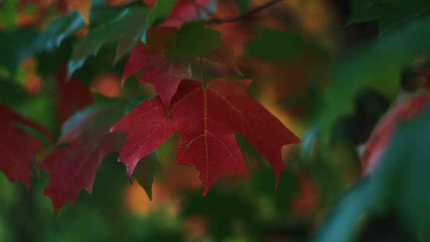 Maple tree autumn leaves. Colorful vibrant foliage moving, nature slow motion