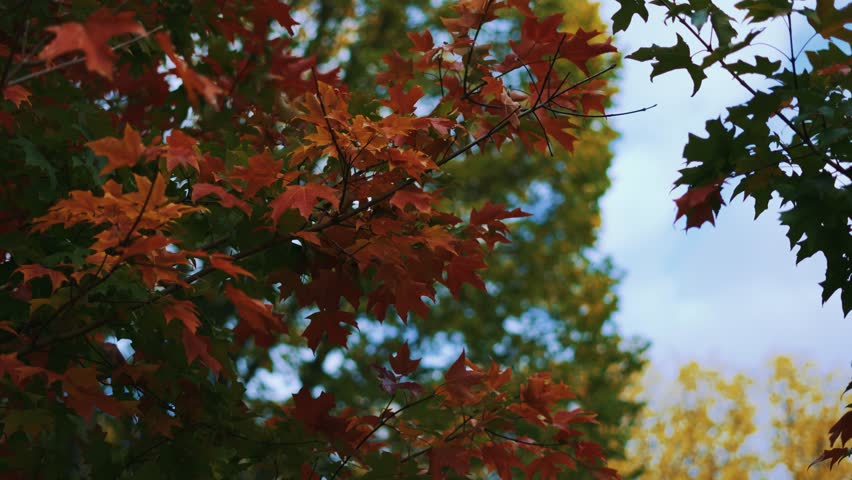 Maple trees autumn leaves. Colorful foliage in the wind, nature slow motion