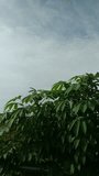 cassava tree with cloud background, vertical video
