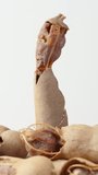 The tamarind fruit is half peeled, rotates on a white background on a handful of tamarinds. Vertical video Social Media