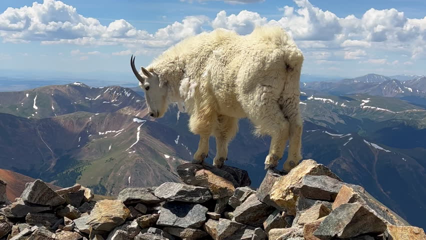High elevation mountain goat walking ridge top Rocky Mountains Colorado sunny summer morning day Mount Blue Sky Evans Grays and Torreys peaks saddle trail hike mountaineer Denver front range pan left