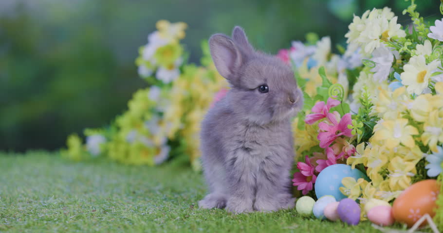Healthy Lovely bunny easter fluffy brown or white rabbit, new born baby rabbit on green garden nature with colorful easter eggs and flowers background. Close - up of a rabbit. Symbol of easter day. Royalty-Free Stock Footage #3457662723