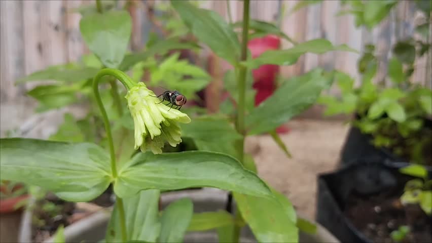 Housefly sitting on a flower 