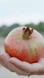 Ripe red pomegranate on the hand, against the background of trees, movement in a circle. Vertical video Social Media