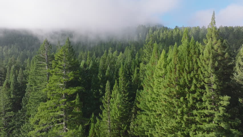 Aerial view of evergreen pine tree forest in Redwood National and State Parks, California, USA. Drone flying in sky with clouds over wild woods. Scenery of morning fog covered tree tops, 4k footage  Royalty-Free Stock Footage #3457691771